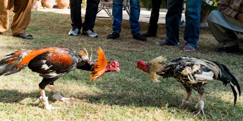 Đá gà cùng chuyên gia