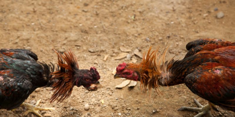 Sơ lược về đá gà Philippines